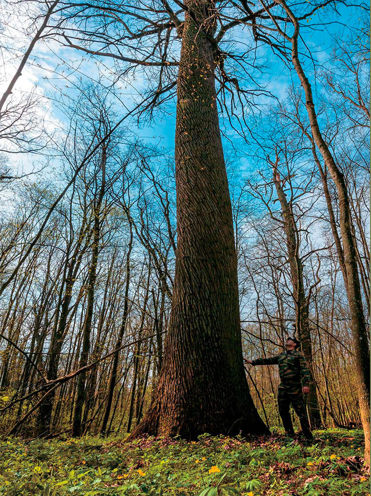 Вековой дуб в «Лесу на Ворскле» – на старейшем участке заповедника «Белогорье». Весна 2022 г. Фото Ф. Лашкова 