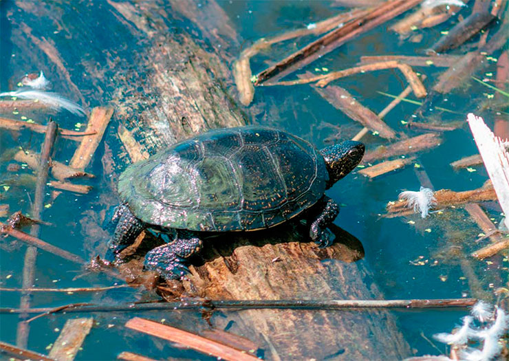 Природных врагов у европейской болотной черепахи немного: на сегодня главную опасность для нее представляет человек. Белгородская область. Фото из архива заповедника «Белогорье»
