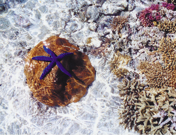 Морская звезда. Современный австралийский коралловый риф (фото автора)