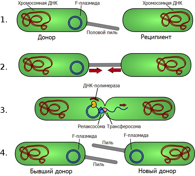 Процесс конъюгации у кишечной палочки (E. coli). Клетки прикрепляются друг к другу с помощью поверхностного полого выроста – полового пиля. В мобильной плазмиде происходит однонитевой разрыв, и одна цепь ДНК переходит в клетку-реципиент. Обе клетки достраивают вторую цепь ДНК плазмиды, восстанавливая ее первоначальное состояние. © Adenosine