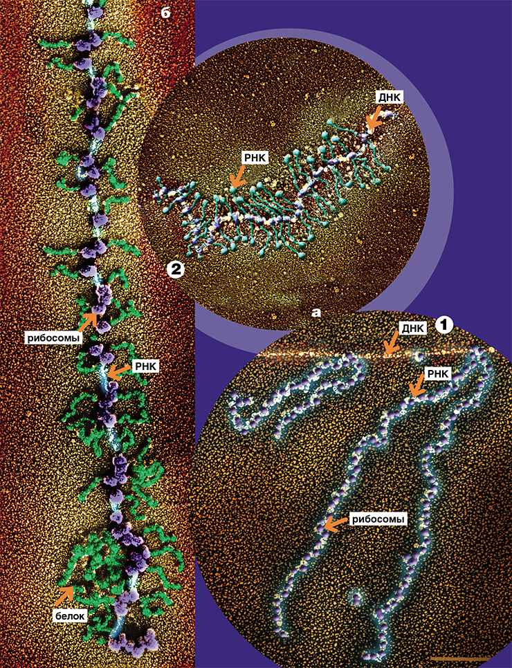 У эукариот процессы реализации генетической информации пространственно разделены: транскрипция происходит в ядре (2а), трансляция – в цитоплазме (2б). Транскрипция (считывание) генетической информации с молекулы ДНК на молекулу РНК и последующая трансляция (сборка) белковой молекулы на матричной РНК у прокариот (1) и эукариот (2). Фото Е. Киселевой (Центр коллективного пользования микроскопического анализа биологических объектов СО РАН, Новосибирск)