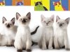 Кошки и гены: 30 лет спустя