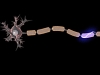 Эффективной миелиновой изоляцией нервов позвоночные обязаны древним ретровирусам